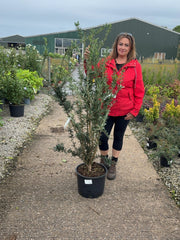 Berberis lin. Orange King 20 Litre Pot 100/125cm Tall