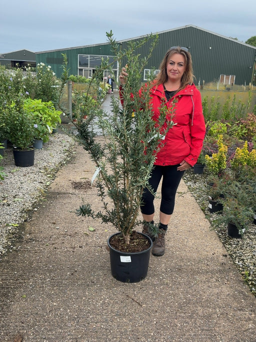 Berberis lin. Orange King 20 Litre Pot 100/125cm Tall
