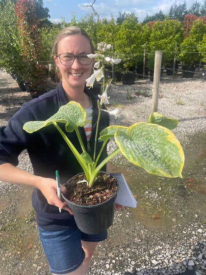 Hosta Francis Williams 3 Litre Pot