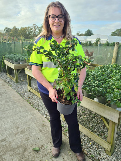Hydrangea Petiolaris 4 Litre Pot 60/80cm