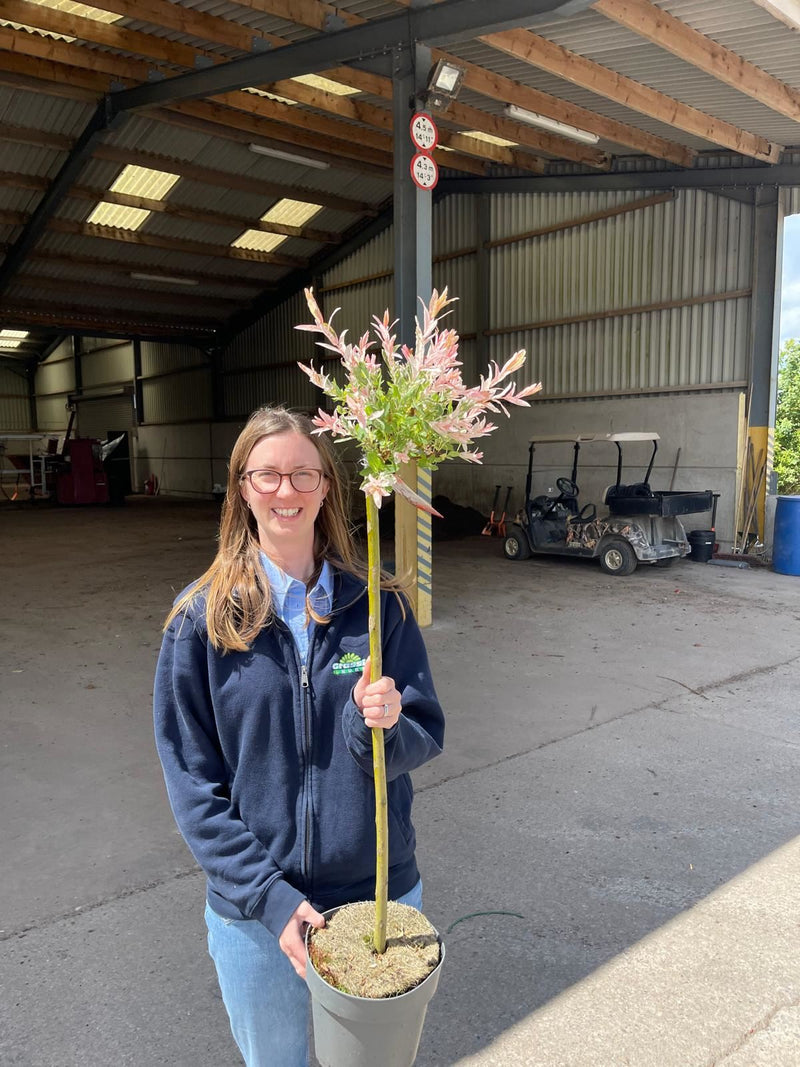 Salix in. Flamingo 4.5 Litre Pot 1/2 Std 80/90cm Stem
