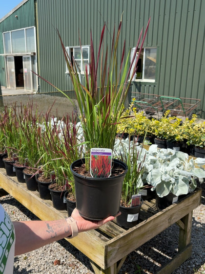 Imperata Red Baron 3 Litre Pot
