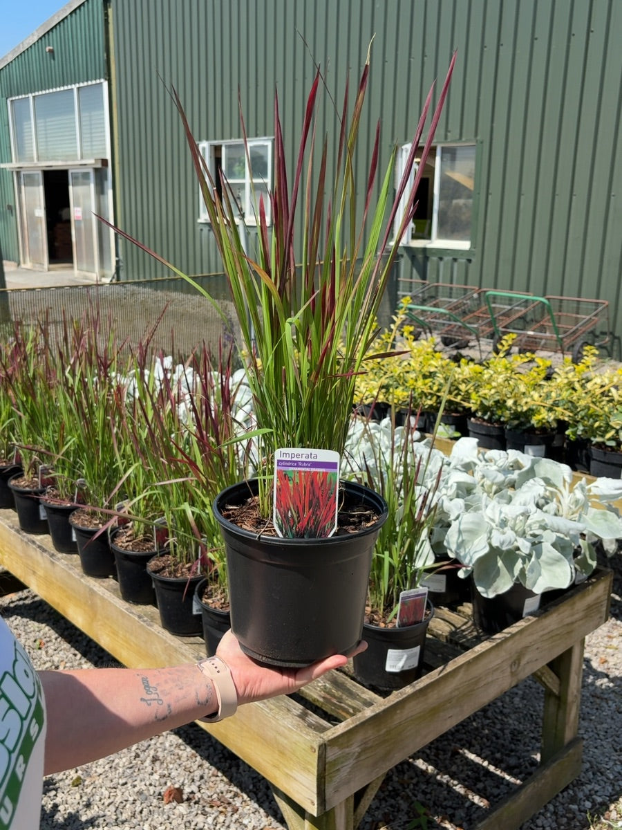 Imperata Red Baron 3 Litre Pot