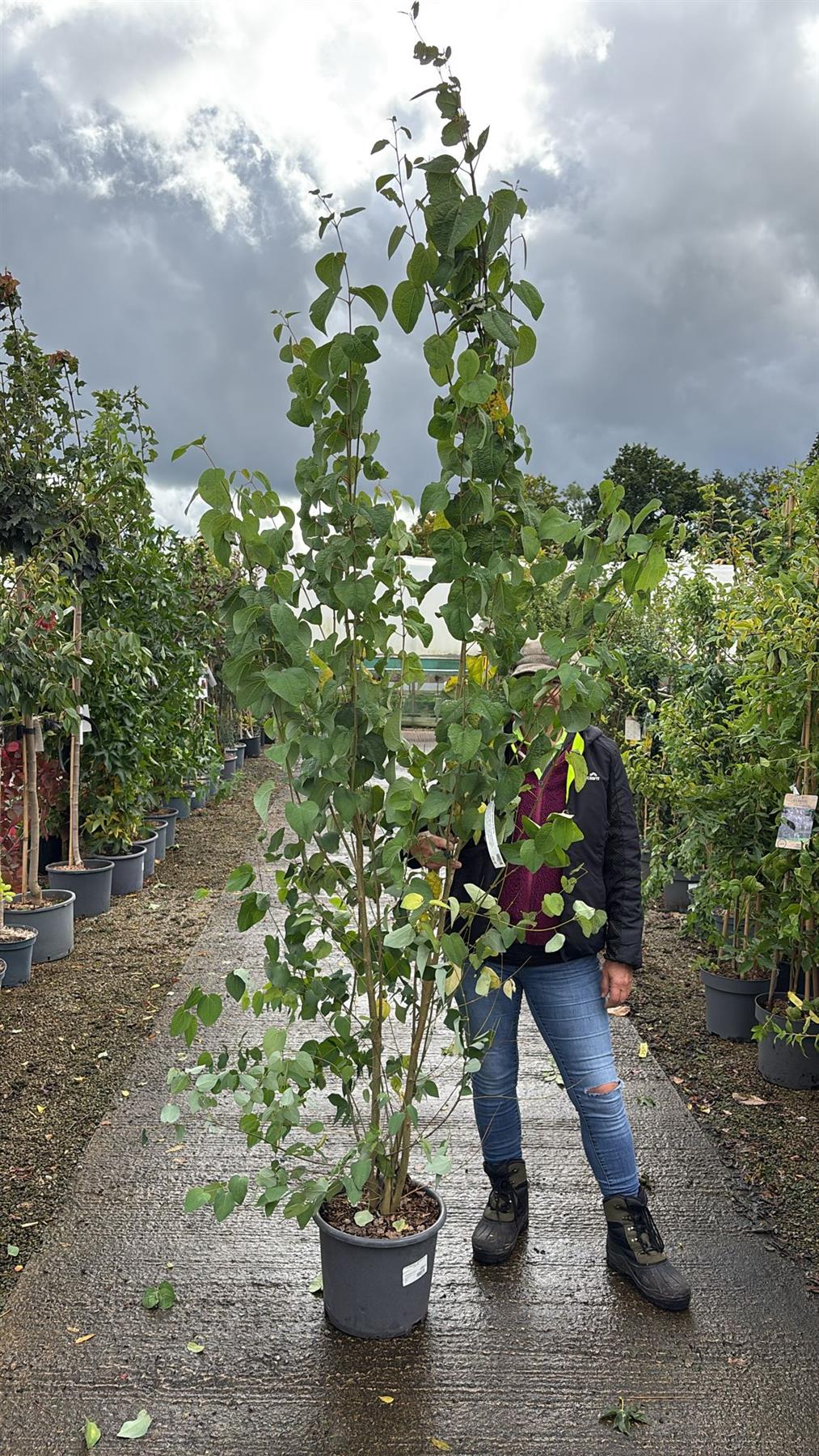Cercidiphyllum  Japonicum 250/300cm 15 Litre Pot