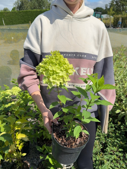 Hydrangea paniculata 'Limelight' - Panicle Hydrangea 3 Litre Pot