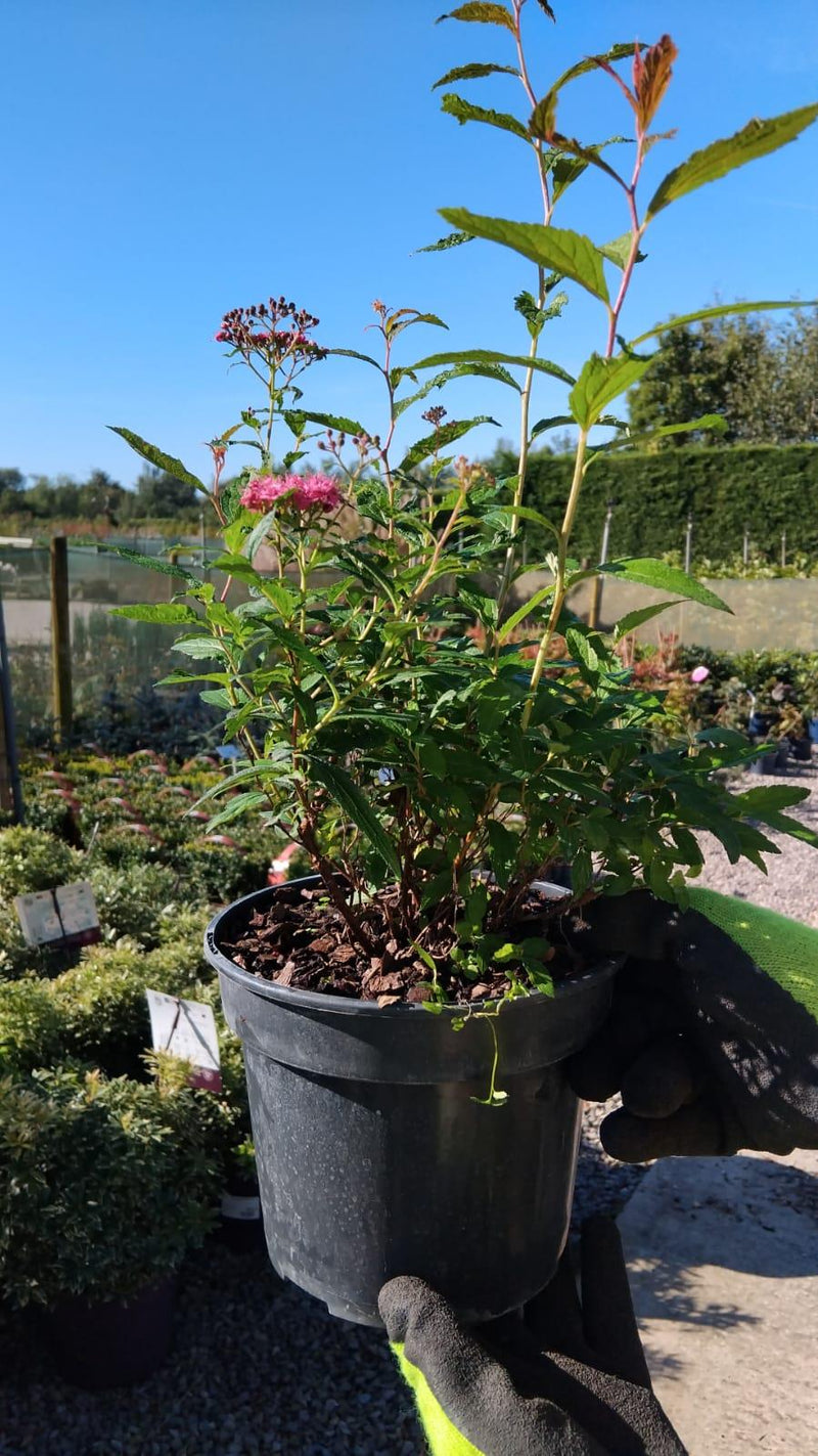 Spiraea Jap. Anthony Waterer 3 Litre Pot