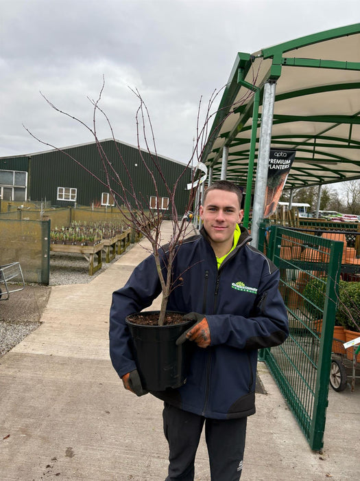Acer palmatum Atropurpurea 10 Litre Pot 80/100cm