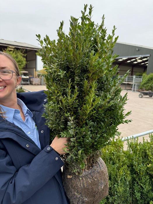 Box hedging 60/80cm Root Ball