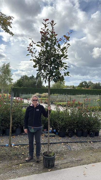 Photinia Red Robin Full Standard 25 Litre Pot 8/10 cm Girth