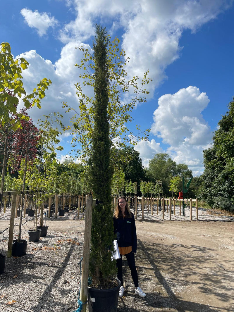 Cupressus sempervirens Pyrimidalis 3.5/4 Metres A/F