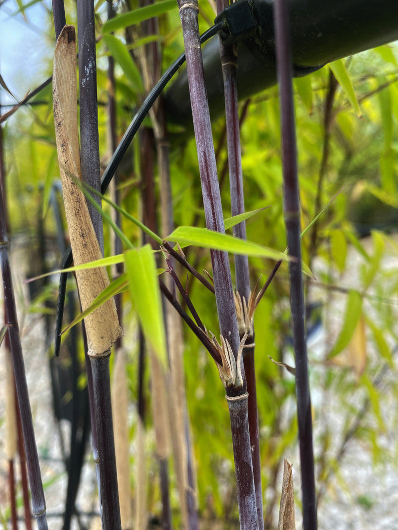 Bamboo Fargesia Volcano 25 Litre Pot
