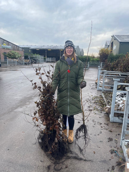 Hornbeam Hedging 125/150cm Bare Root Delivery Jan/Feb