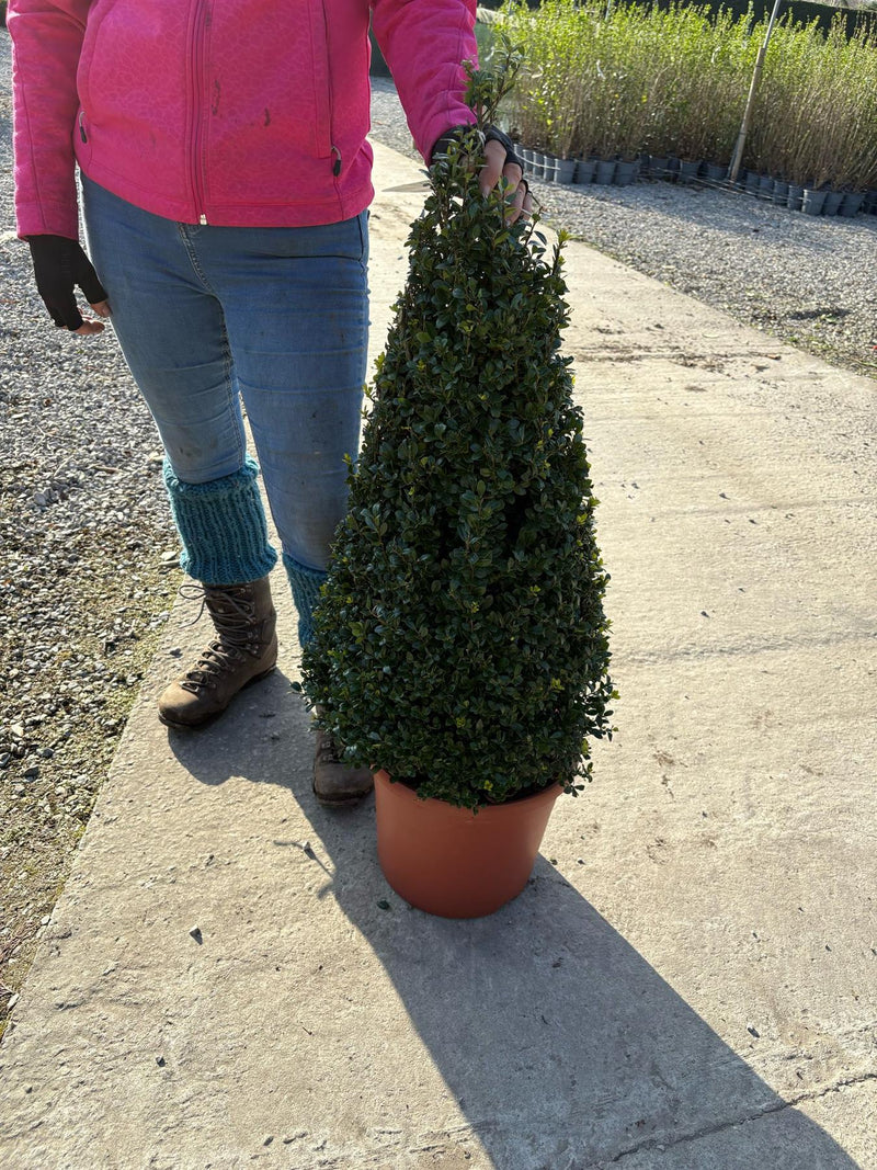 Ilex Crenata Caroline Cone 10 Litre Pot 70/80cm