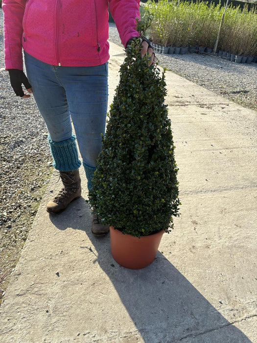 Ilex Crenata Caroline Cone 10 Litre Pot 70/80cm