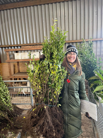 Big Deal Green Privet Bare Root 60-80cm x 200 Delivery from November