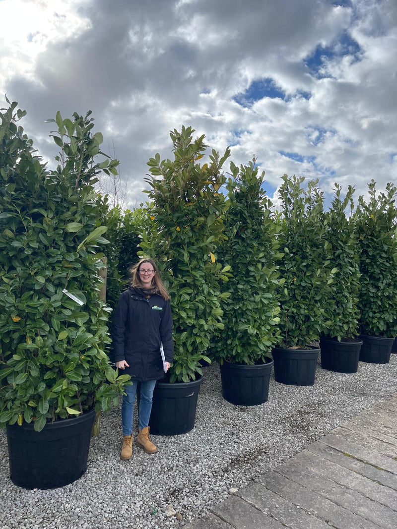 Cherry Laurel hedging 270-300cm Super Wide
