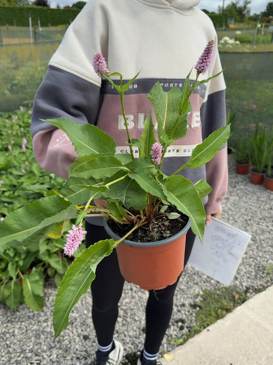 Persicaria Superba 2 Litre Pot