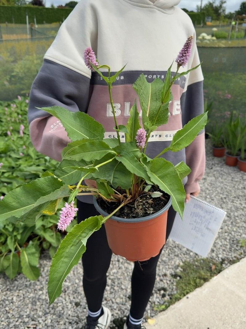 Persicaria Superba 2 Litre Pot