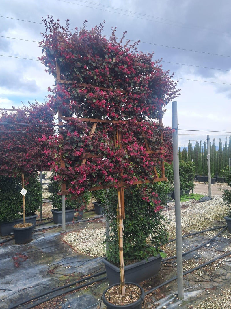 Loropetalum Chinense Black Pearl Pleached, 80/100cm St, 120x120cm Frame