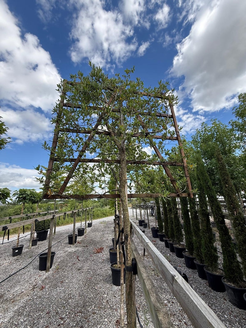 Quercus Suber Pleached 180cm ST 120cm X120cm Frame Seconds