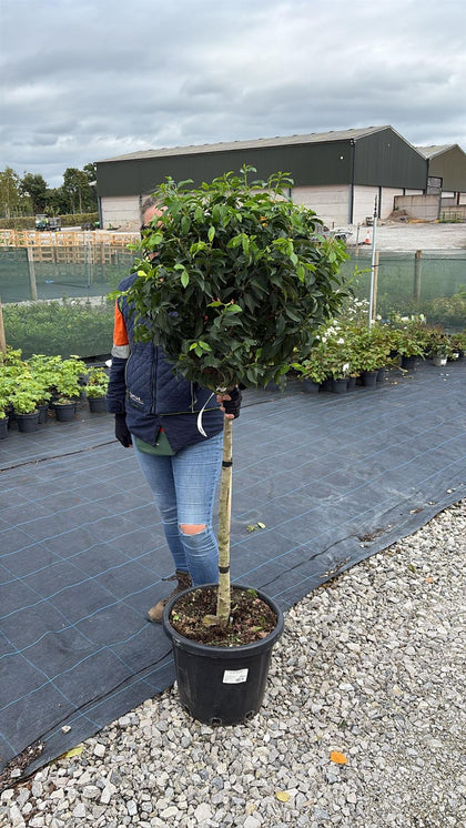 Prunus Lusitanica Brenelia 25 Litre Pot 1/2 Standard