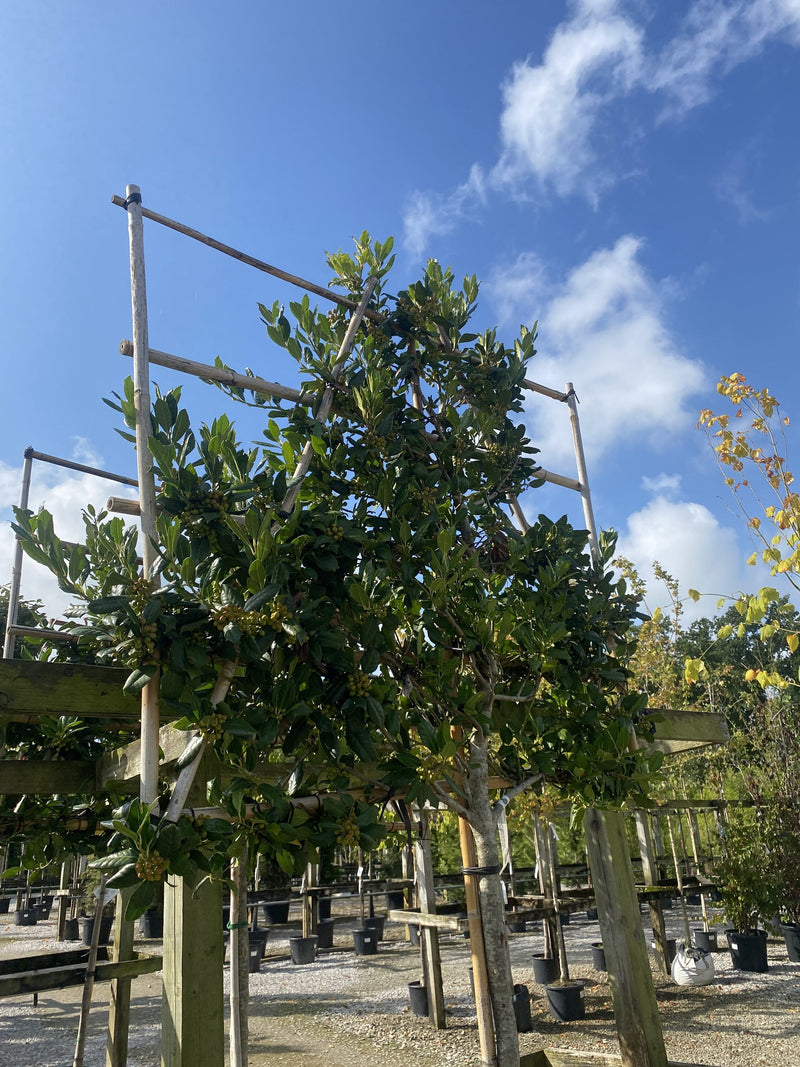 Ilex Nellie Stevens 3/4 Std Pleached