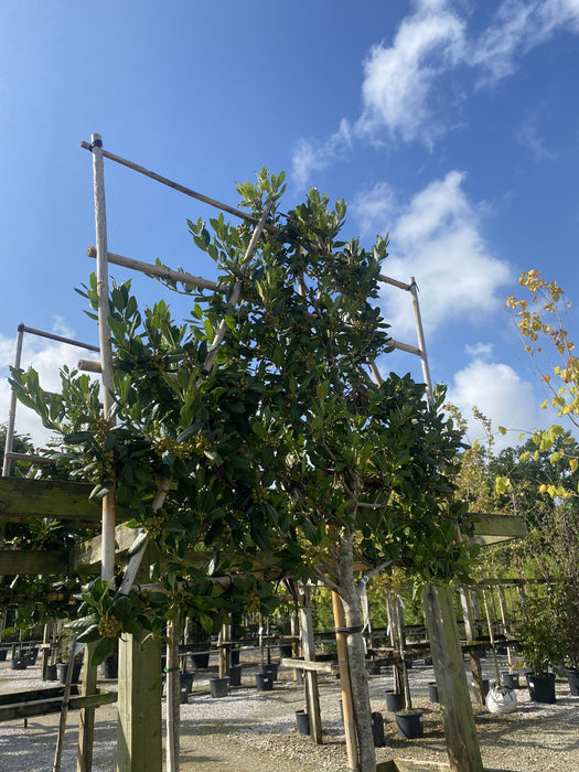 Ilex Nellie Stevens 3/4 Std Pleached