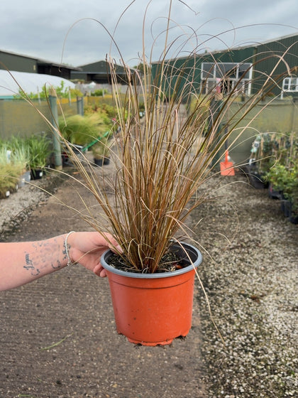 Carex Red Rooster 2 Litre Pot