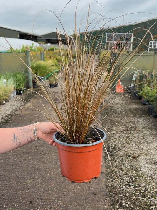 Carex Red Rooster 2 Litre Pot