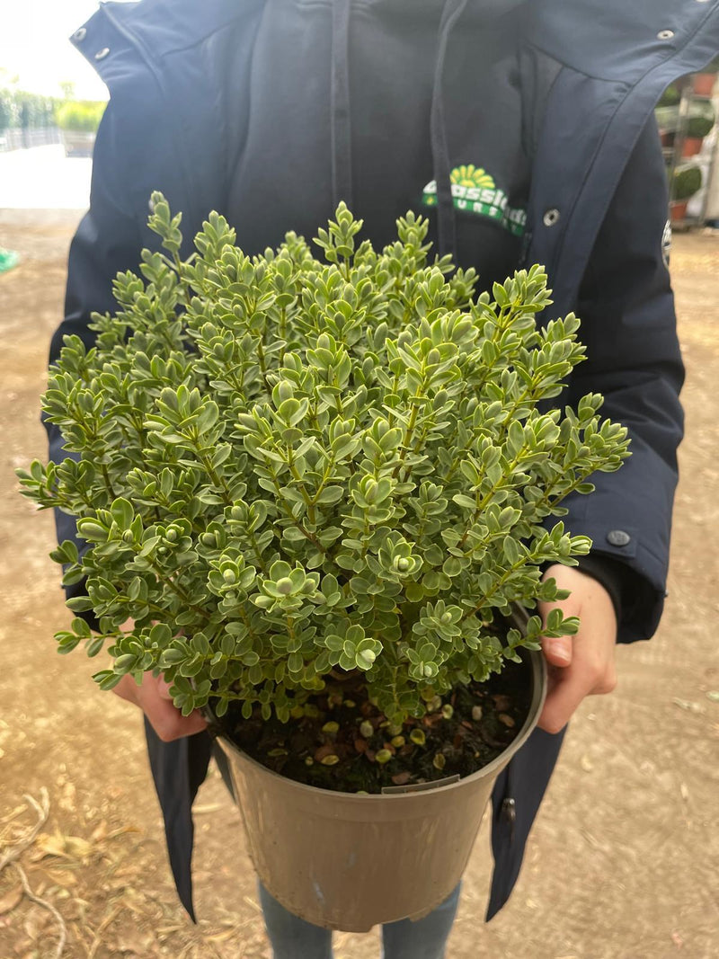 Hebe Topiaria 5 Litre Pot