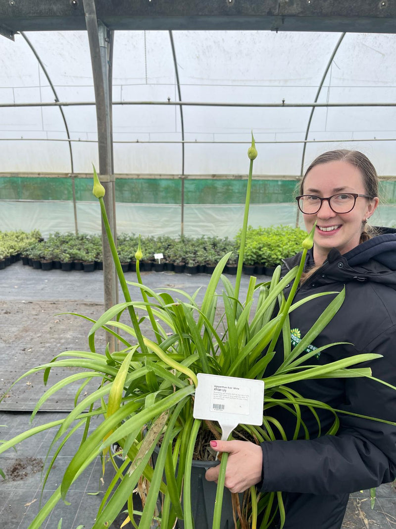 Agapanthus Ever White 9 Litre Pot