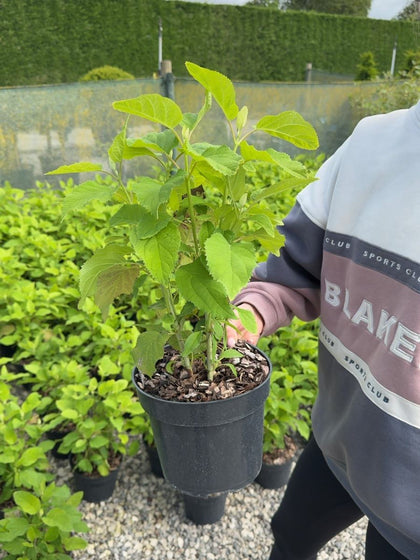 Hydrangea arborescens 'Annabelle' - Smooth Hydrangea 3 Litre Pot