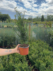 Yew Hedging 2 Litre Pot 30-35 cm