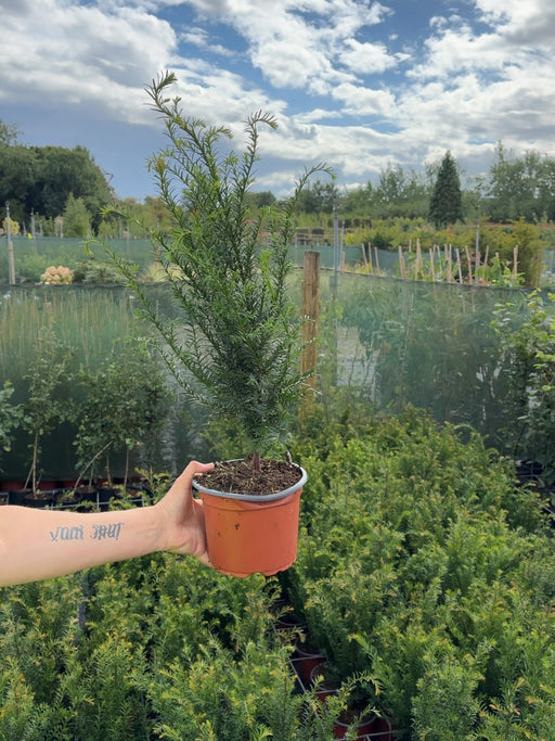Yew Hedging 2 Litre Pot 30-35 cm