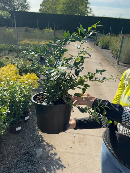 Sarcococca Confusa 5 Litre Pot