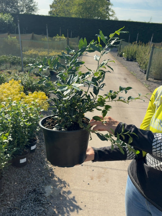 Sarcococca Confusa 5 Litre Pot