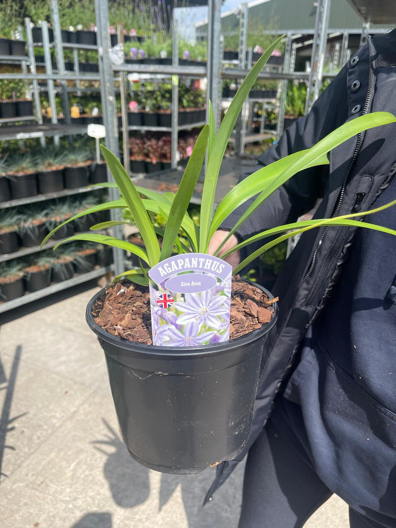 Agapanthus Glen Avon 3 Litre Pot