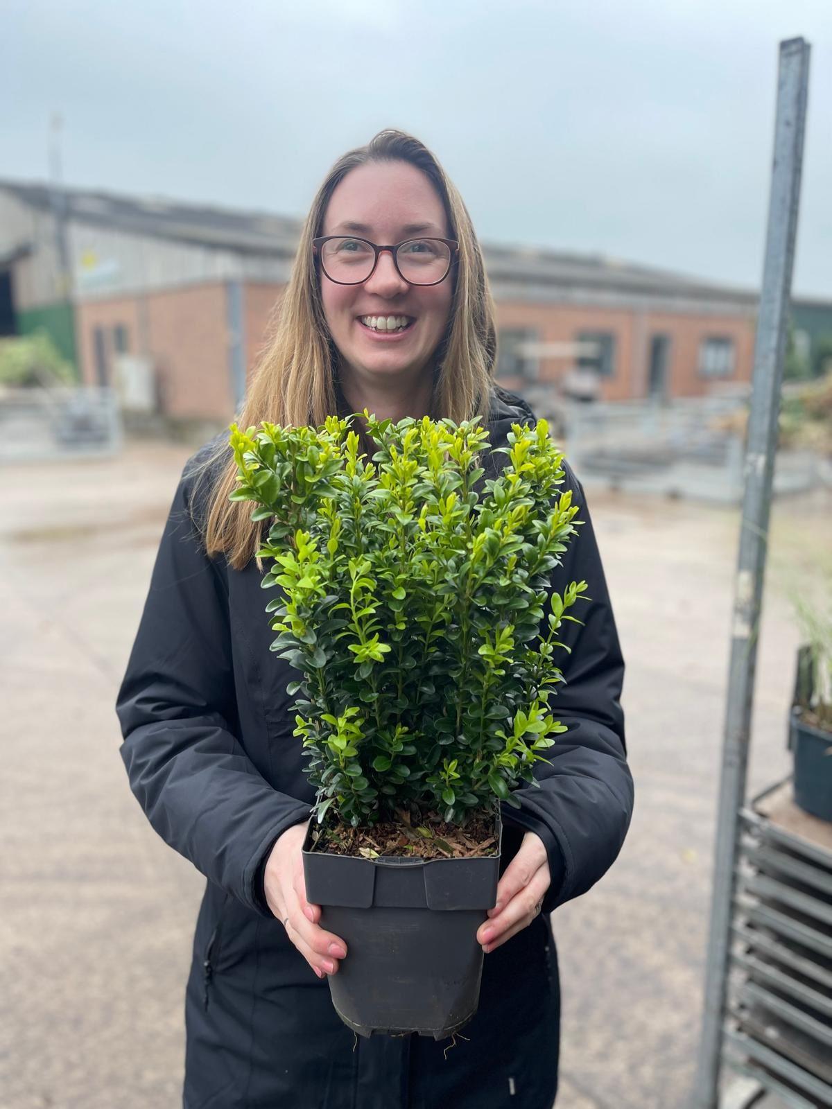 Big Deal Box Hedging 25/30cm 2 Litre x 100