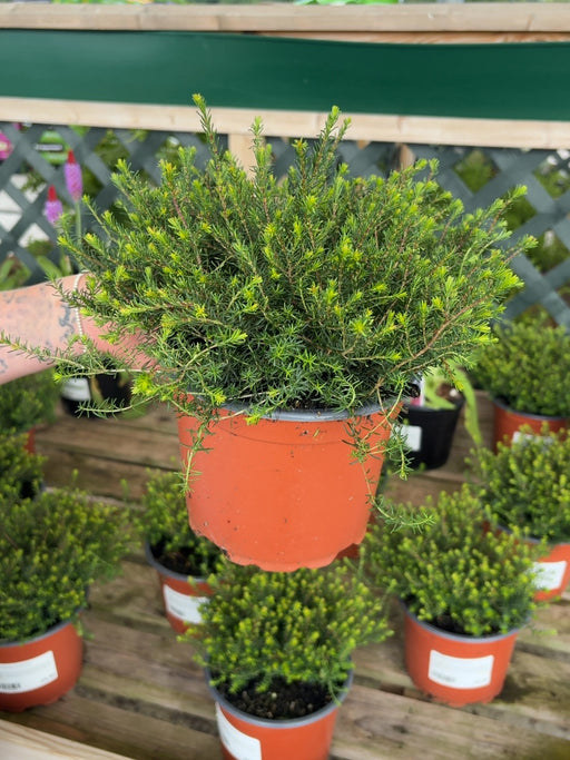 Erica J.W.Porter 2 Litre Pot