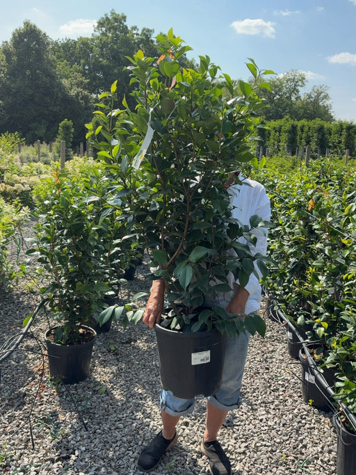 Camellia Japonica Marie Bracey 18 Litre Pot