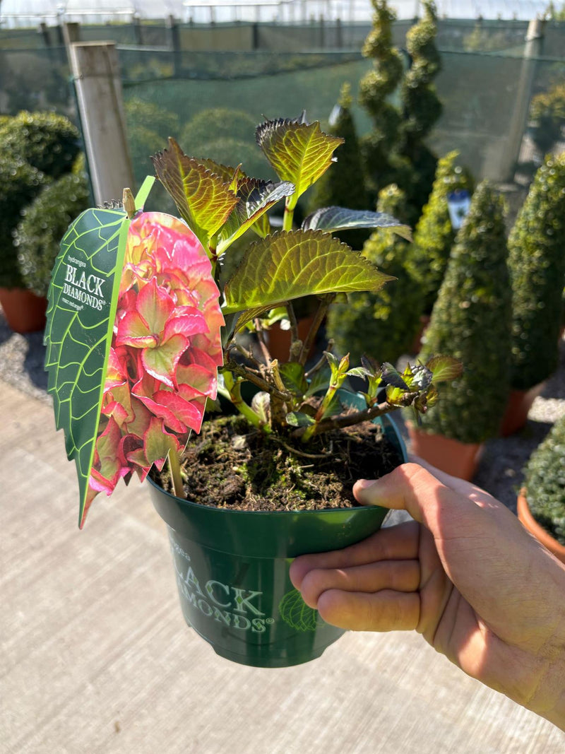 Hydrangea Black Diamonds Red Angel 2 Litre Pot