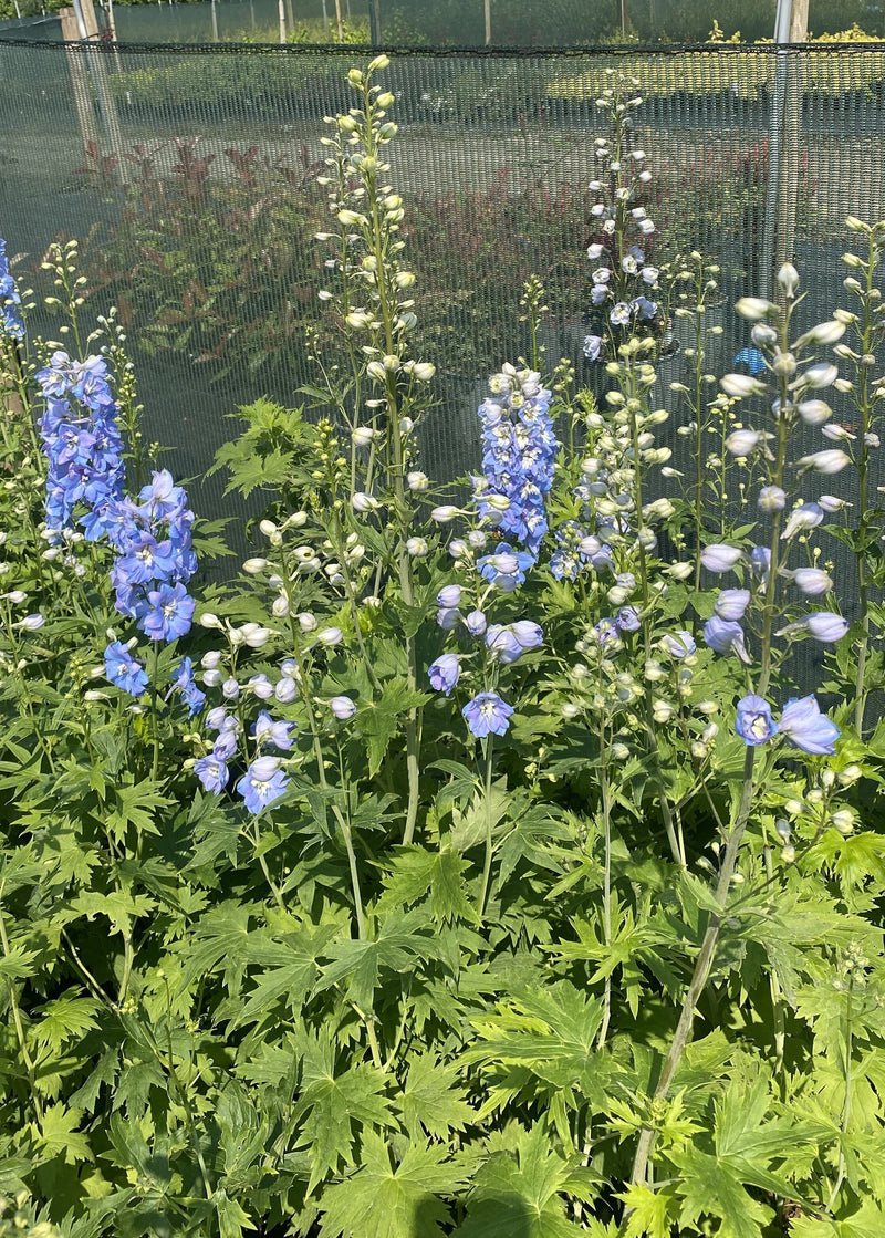 Delphinium Blue White Bee 3 Litre Pot