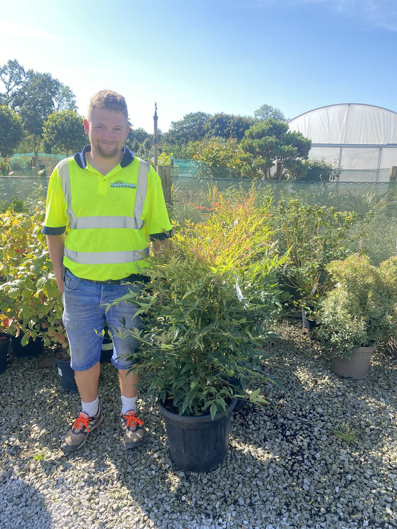 Nandina Domestica 25 Litre Pot