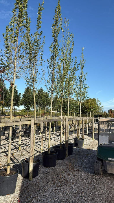 Ulmus Columella 12/14cm Girth Standard