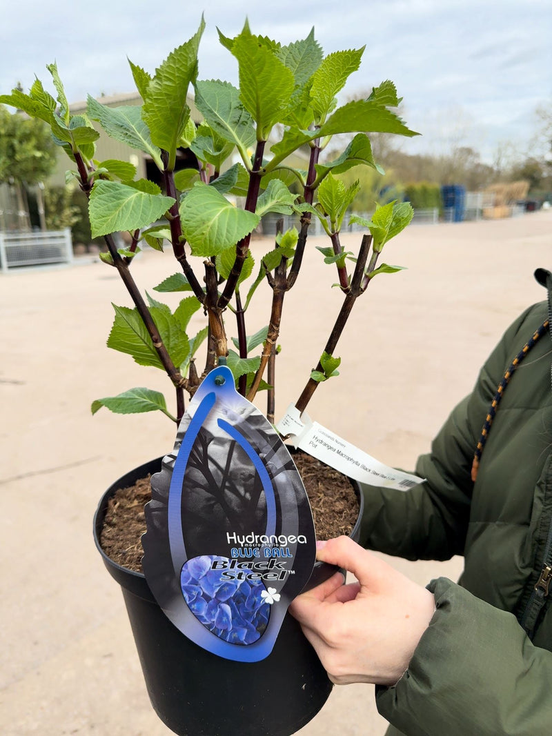 Hydrangea Macrophylla Black Steel Blue 5 Litre Pot