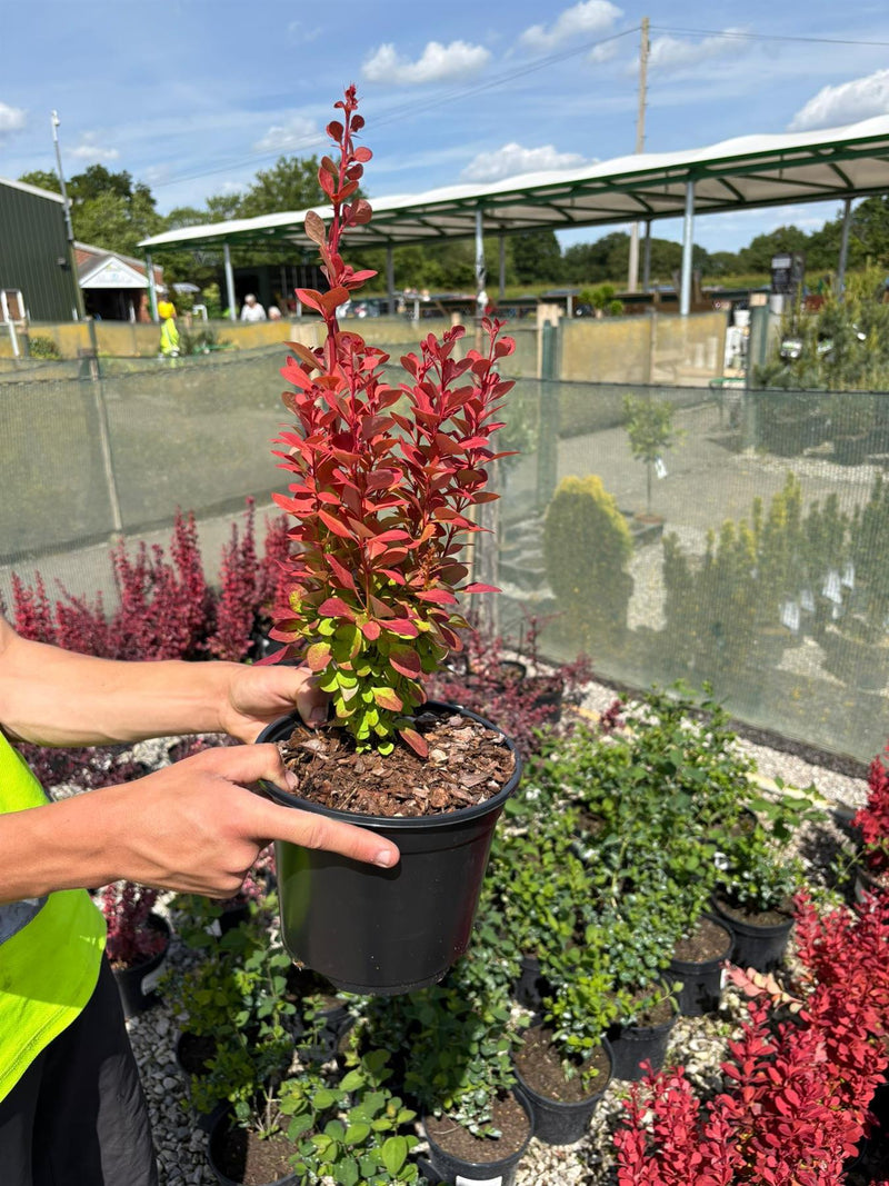Berberis thunbergii Orange Rocket 3 Litre Pot