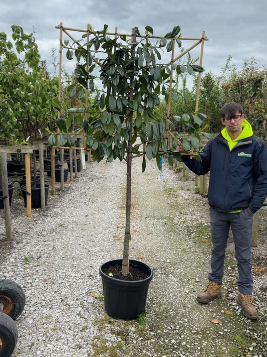 Prunus laurel Novita Pleached 45 Litre Pot 110cm St, 100cm H x 120cm W