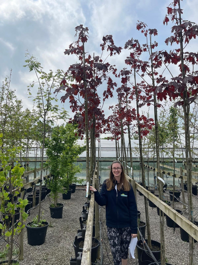 Acer Plat Royal Red Standard 6-8cm Girth 35 Litre Pot