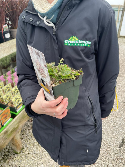 Scabiosa Kudo White  11cm Pot