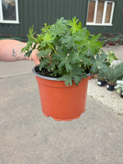 Geranium sang.Album 2 Litre Pot